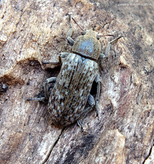 Darkling Beetles (Tenebrionidae) of Thailand