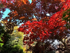 Autumn at Hillwood Estate