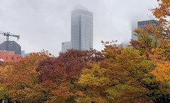 Late Autumn - Seattle 2020