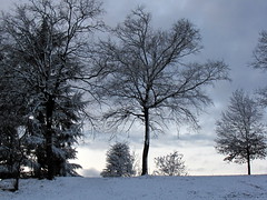 Collina di Torino. Prima neve al Parco della Maddalena.