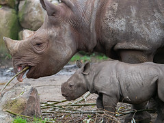 Young Black Rhino born in Blijdorp Zoo