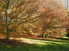 Yorkshire Arboretum, Autumn