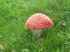 Champignons-Pilze-Mushrooms-Fungi