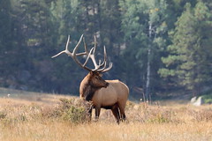 Estes Park/RMNP Elk 9/25/2020
