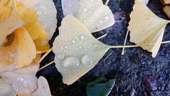 Fall Leaves with Dew