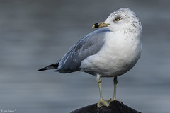 Gaivota-de-bico-riscado | Ring-billed Gull (Larus delawarensis)