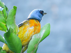 Sanhaçu-papa-laranja/Blue-and-yellow Tanager