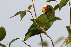 Bird Families: New World and African Parrots (Psittacidae)