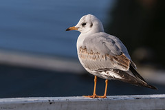 Guincho-comum | Black-headed gull (Chroicocephalus ridibundus)