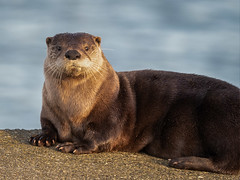 otter at airport beach