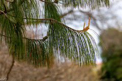 Patula Pine