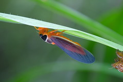 紅腳黑翅蟬 ─ Scieroptera formosana Schmidt, 1918