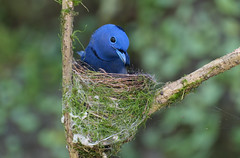 黑枕藍鶲 ─ Hypothymis azurea ceylonensis