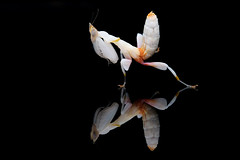 蘭花螳螂 ─ Hymenopus coronatus
