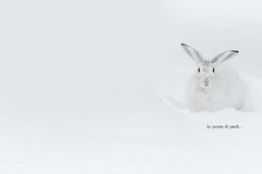 Lepre variabile o Lepre bianca - Lepus timidus - Lièvre variable  - Mountain hare - Schneehase -  Liebre de montaña - Planinski zajec - 雪兔
