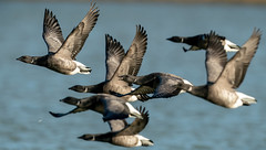 Geese:- Brent, Canada, Greylag......