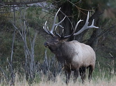 Evergreen Elk 10/1/2020