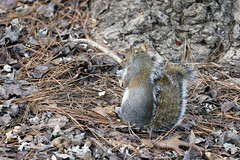 12-3-2020 Goldie- Eastern Gray Squirrel (Sciurus carolinensis)