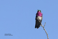 Bird Families: Hummingbirds (Trochilidae)