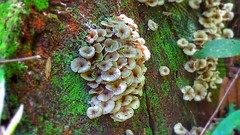 Fungos - Fungi