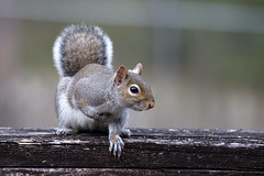 12-3-2020 Bitty- Eastern Gray Squirrel (Sciurus carolinensis)