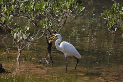 A Great Egret and It's Prey