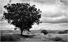 Les paysages  en noir et blanc (1) .
