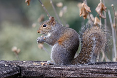 12-3-2020 Hector- Eastern Gray Squirrel (Sciurus carolinensis)