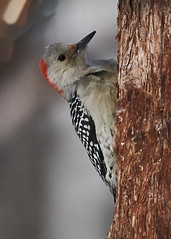 Pic a ventre roux / Red-bellied Woodpecker