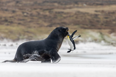 Mammals of the Falklands