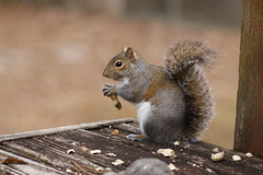 12-17-2020 Goldie- Eastern Gray Squirrel (Sciurus carolinensis)