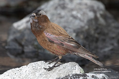 Birds of mainland British Columbia, Canada