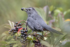 Bird Families: Mockingbirds and Thrashers (Mimidae)