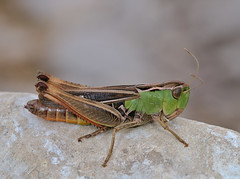Stenobothrus lineatus female
