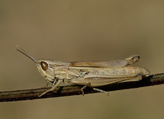 Euchorthippus elegantulus female