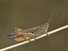 Chorthippus brunneus male