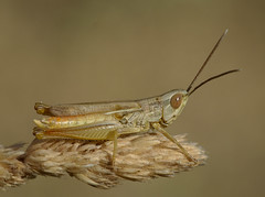 Euchorthippus elegantulus male