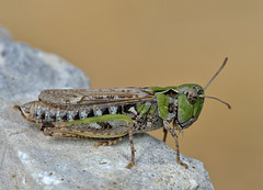Myrmeleotattix maculatus female