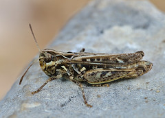 Myrmeleotattix maculatus female