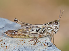 Stenobothrus nigromacultaus female