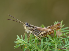 Chorthippus apricarius male