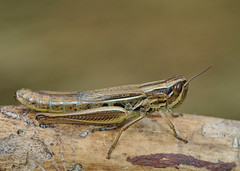 Euchorthippus pulvinatus female