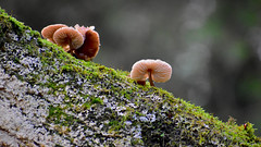 Fungi and Lichens
