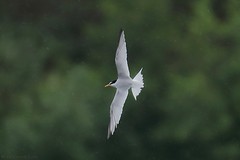 Sterne naine - Little Tern (Sternula albifrons)