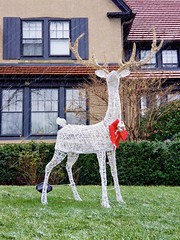 Reindeer In The Yard