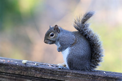 12-17-2020 Miss Pots- Eastern Gray Squirrel (Sciurus carolinensis)
