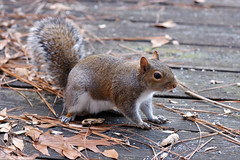 12-25-2020 Goldie- Eastern Gray Squirrel (Sciurus carolinensis)