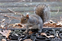 12-25-2020 Bitty- Eastern Gray Squirrel (Sciurus carolinensis)