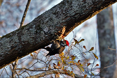 12-25-2020 Pileated Woodpecker (Dryocopus pileatus)