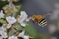 Blue banded bee 